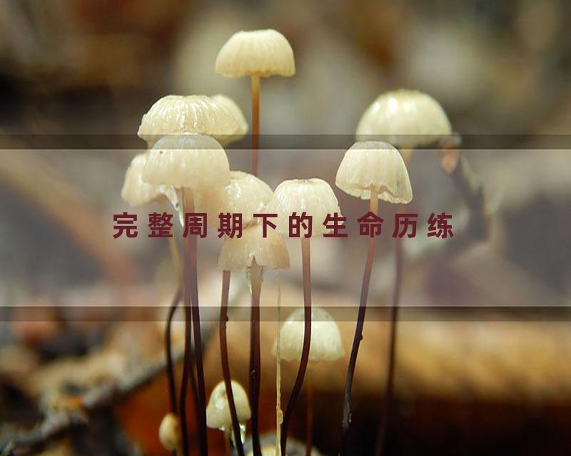 完整周期下的生命历练