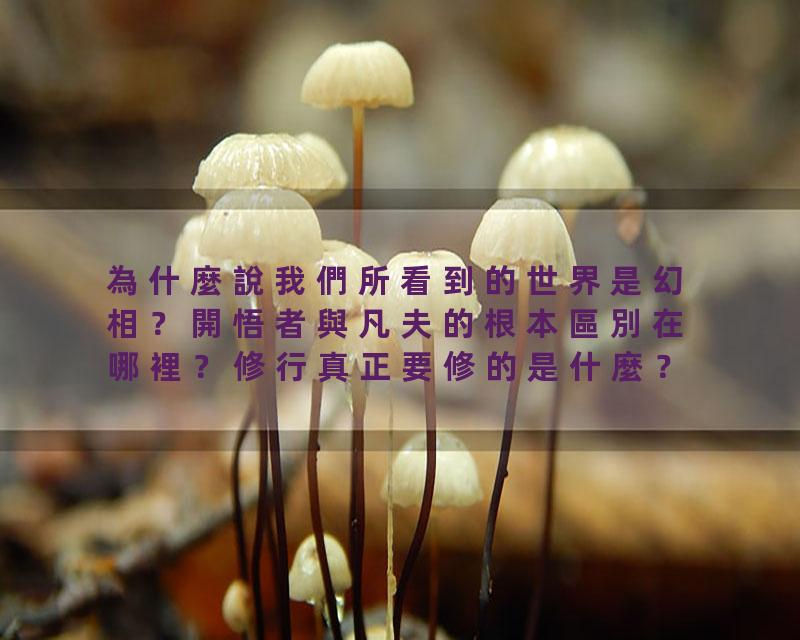 為什麼說我們所看到的世界是幻相？開悟者與凡夫的根本區別在哪裡？修行真正要修的是什麼？如何去妄存真？