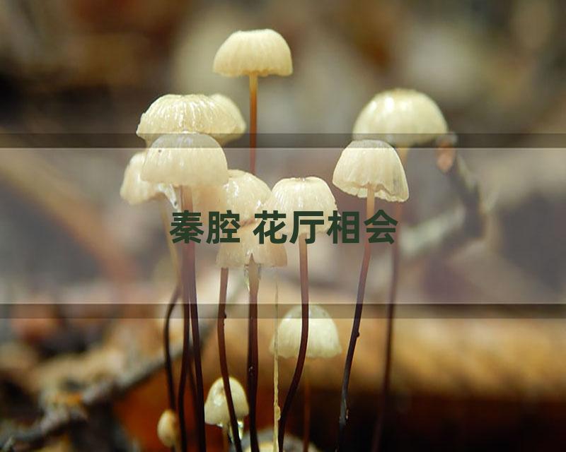 秦腔 花厅相会