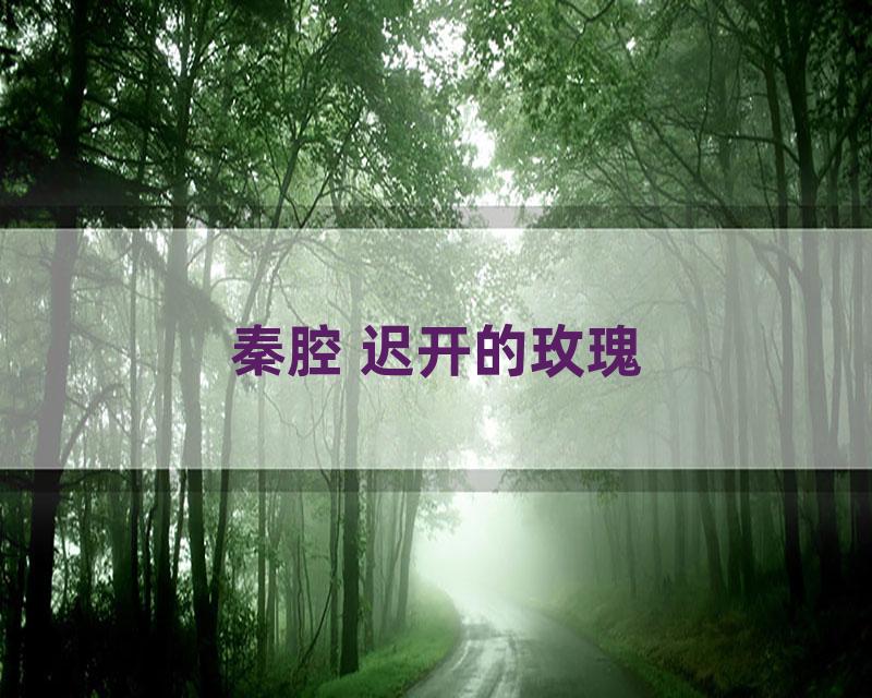 秦腔 迟开的玫瑰