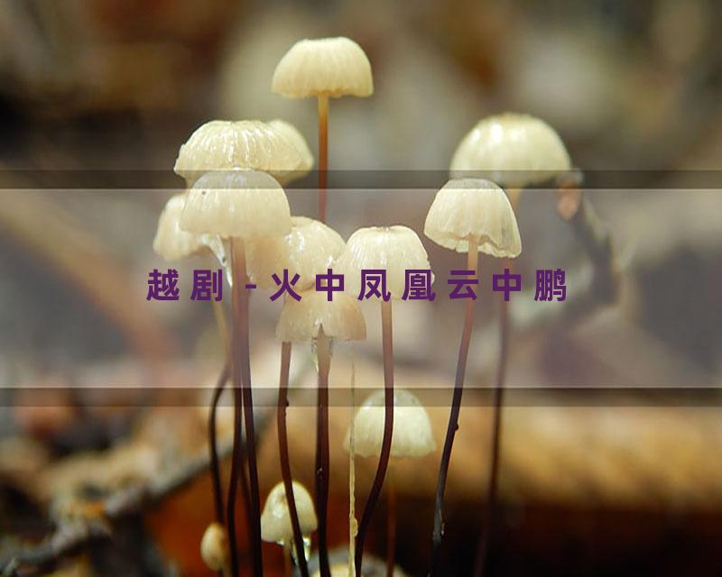 越剧 - 火中凤凰云中鹏