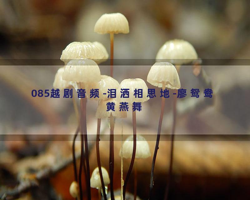 085越剧音频-泪洒相思地-廖鸳鸯 黄燕舞