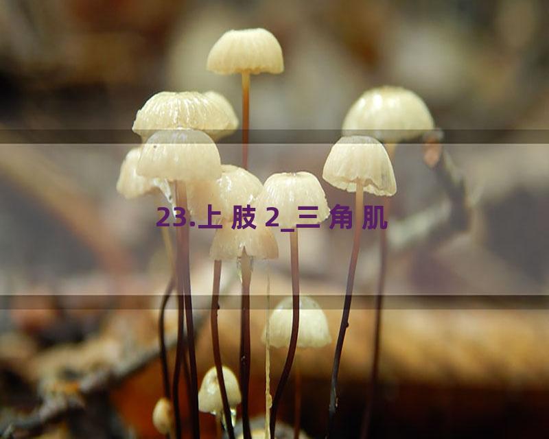 23.上肢2_三角肌