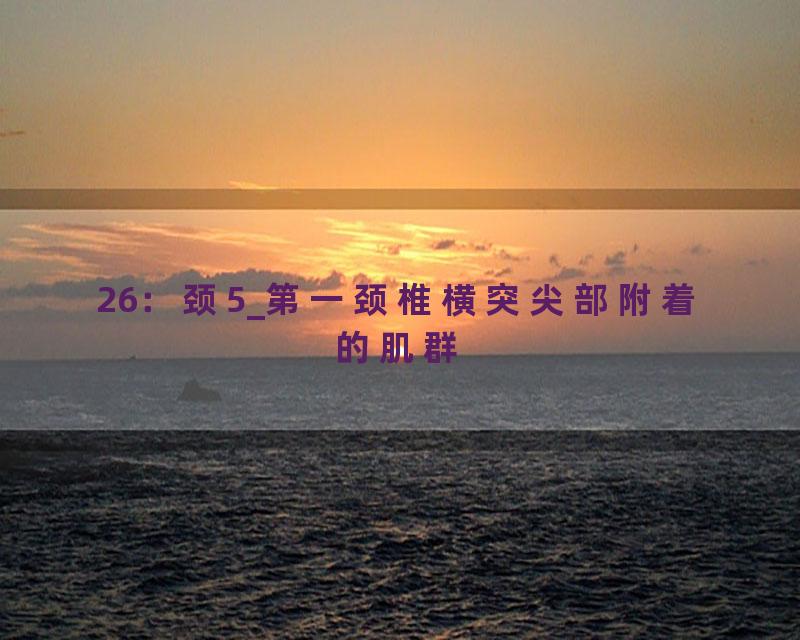 26：颈5_第一颈椎横突尖部附着的肌群
