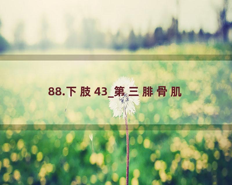 88.下肢43_第三腓骨肌